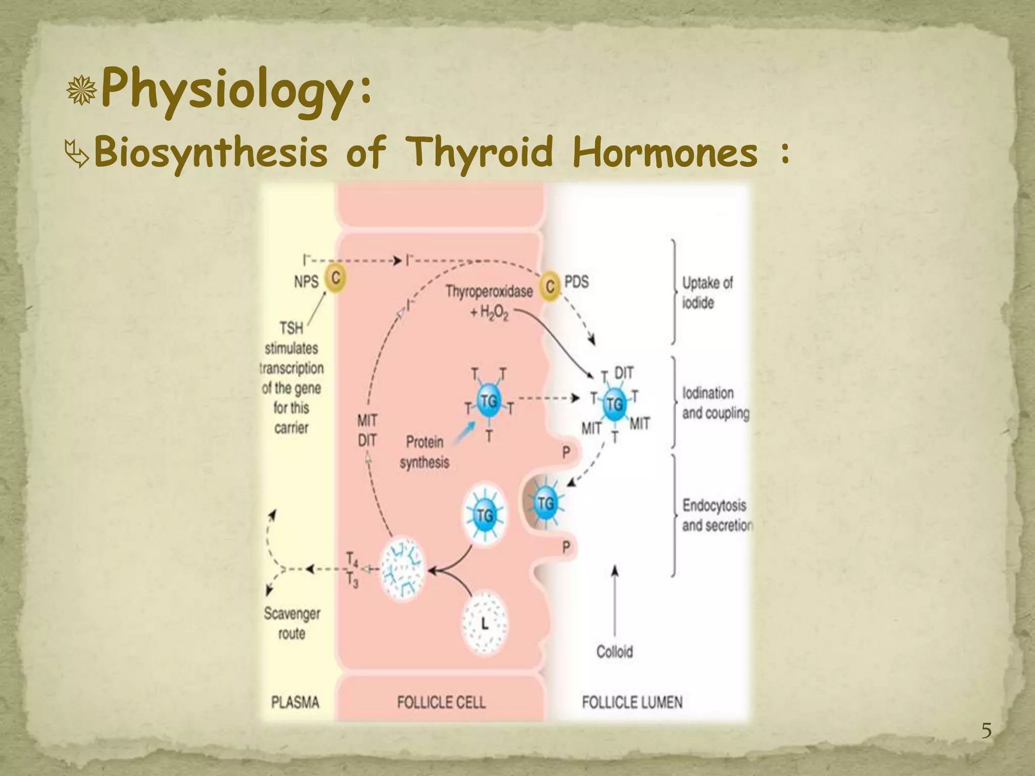 Physiology:
Biosynthesis of Thyroid Hormones :




                                      5
 