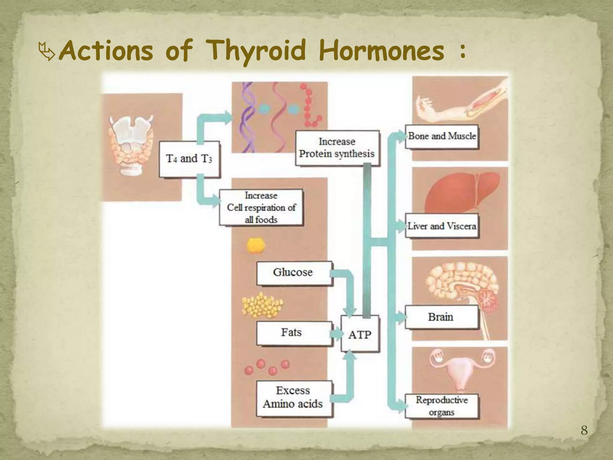 Actions of Thyroid Hormones :




                                 8
 