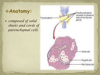 Anatomy:

 composed of solid
 sheets and cords of
 parenchymal cells




                       32
 
