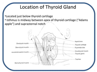 Thyroid and parathyroid glands - Julie Cornish