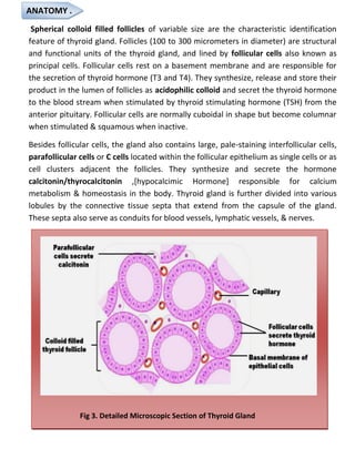 THYROID AND PARATHYROID GLAND BY HARSHAL | PDF