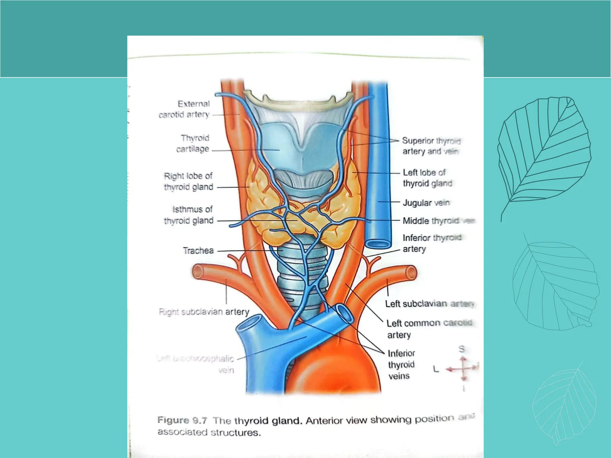 Thyroid glands and parathyroid gland.pptx
