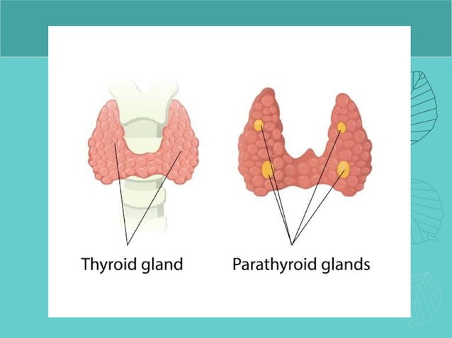 thyroid cause and cure