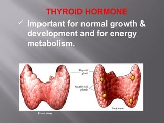 THYROID HORMONE
 Important for normal growth &
development and for energy
metabolism.
Front view
 