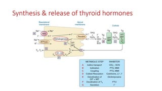 Synthesis & release of thyroid hormones
 