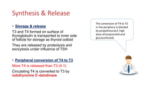Synthesis & Release
• Storage & release
T3 and T4 formed on surface of
thyroglobulin is transported to inner side
of follicle for storage as thyroid colloid
They are released by proteolysis and
exocytosis under influence of TSH
• Peripheral conversion of T4 to T3
More T4 is released than T3 (4:1)
Circulating T4 is converted to T3 by
iodothyronine 5’-deiodinase
The conversion of T4 to T3
in the periphery is blocked
by propythiouracil, high
dose of propranolol and
glucocorticoids
 