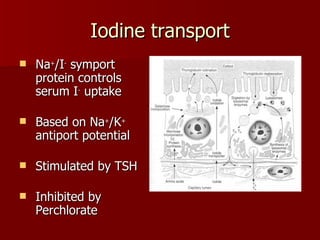Iodine transport Na + /I -  symport protein controls serum I -  uptake Based on Na + /K +  antiport potential Stimulated by TSH Inhibited by Perchlorate 