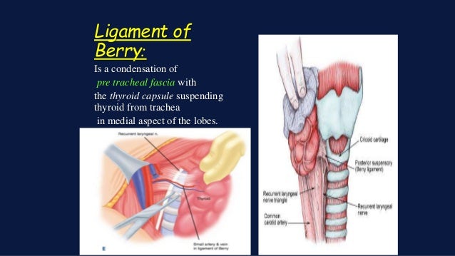 Thyroid Carcinoma Thyroid Carcinoma