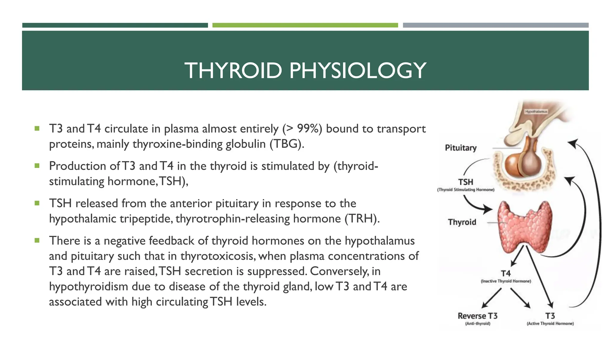  T3 andT4 circulate in plasma almost entirely (> 99%) bound to transport
proteins, mainly thyroxine-binding globulin (TBG).
 Production ofT3 andT4 in the thyroid is stimulated by (thyroid-
stimulating hormone,TSH),
 TSH released from the anterior pituitary in response to the
hypothalamic tripeptide, thyrotrophin-releasing hormone (TRH).
 There is a negative feedback of thyroid hormones on the hypothalamus
and pituitary such that in thyrotoxicosis, when plasma concentrations of
T3 andT4 are raised,TSH secretion is suppressed. Conversely, in
hypothyroidism due to disease of the thyroid gland, lowT3 andT4 are
associated with high circulatingTSH levels.
THYROID PHYSIOLOGY
 