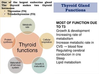 Thyroid Gland
Functions
MOST OF FUNCTION DUE
TO T3
Growth & development
Increasing rate of
metabolism
Increase metabolic rate in
CVS → blood flow
Regulating cerebral
conducion in cns
Sleep
Lipid metabolism
One of the largest endocrine gland
The thyroid makes two thyroid
hormones
• Thyroxine (T4)
• Triiodothyronine (T3)
 