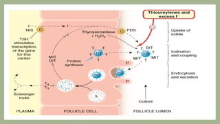 Comprehensive Overview of Thyroid Disorders: Physiology, Diagnosis, and ...