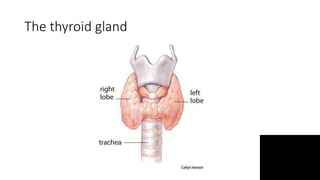 The thyroid gland
 
