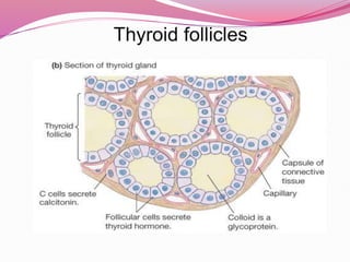 Thyroid follicles
 