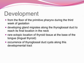 Development
 from the floor of the primitive pharynx during the third
week of gestation
 developing gland migrates along the thyroglossal duct to
reach its final location in the neck
 rare ectopic location of thyroid tissue at the base of the
tongue (lingual thyroid)
 occurrence of thyroglossal duct cysts along this
developmental tract
 