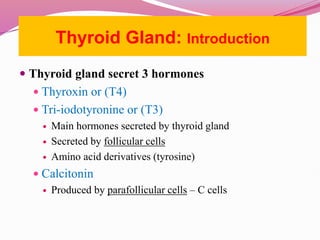  Thyroid gland secret 3 hormones
 Thyroxin or (T4)
 Tri-iodotyronine or (T3)
 Main hormones secreted by thyroid gland
 Secreted by follicular cells
 Amino acid derivatives (tyrosine)
 Calcitonin
 Produced by parafollicular cells – C cells
Thyroid Gland: Introduction
 