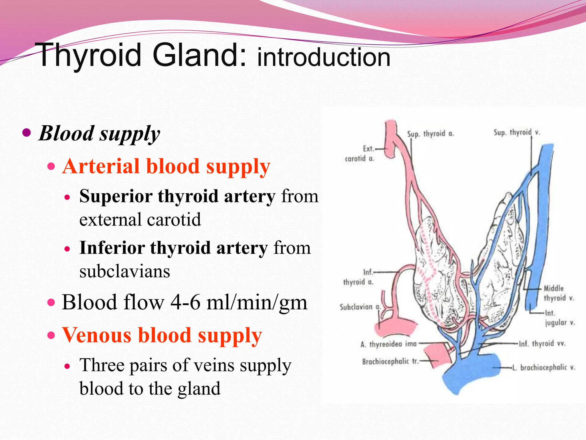 Thyroid Gland: introduction
 Blood supply
 Arterial blood supply
 Superior thyroid artery from
external carotid
 Inferior thyroid artery from
subclavians
 Blood flow 4-6 ml/min/gm
 Venous blood supply
 Three pairs of veins supply
blood to the gland
 
