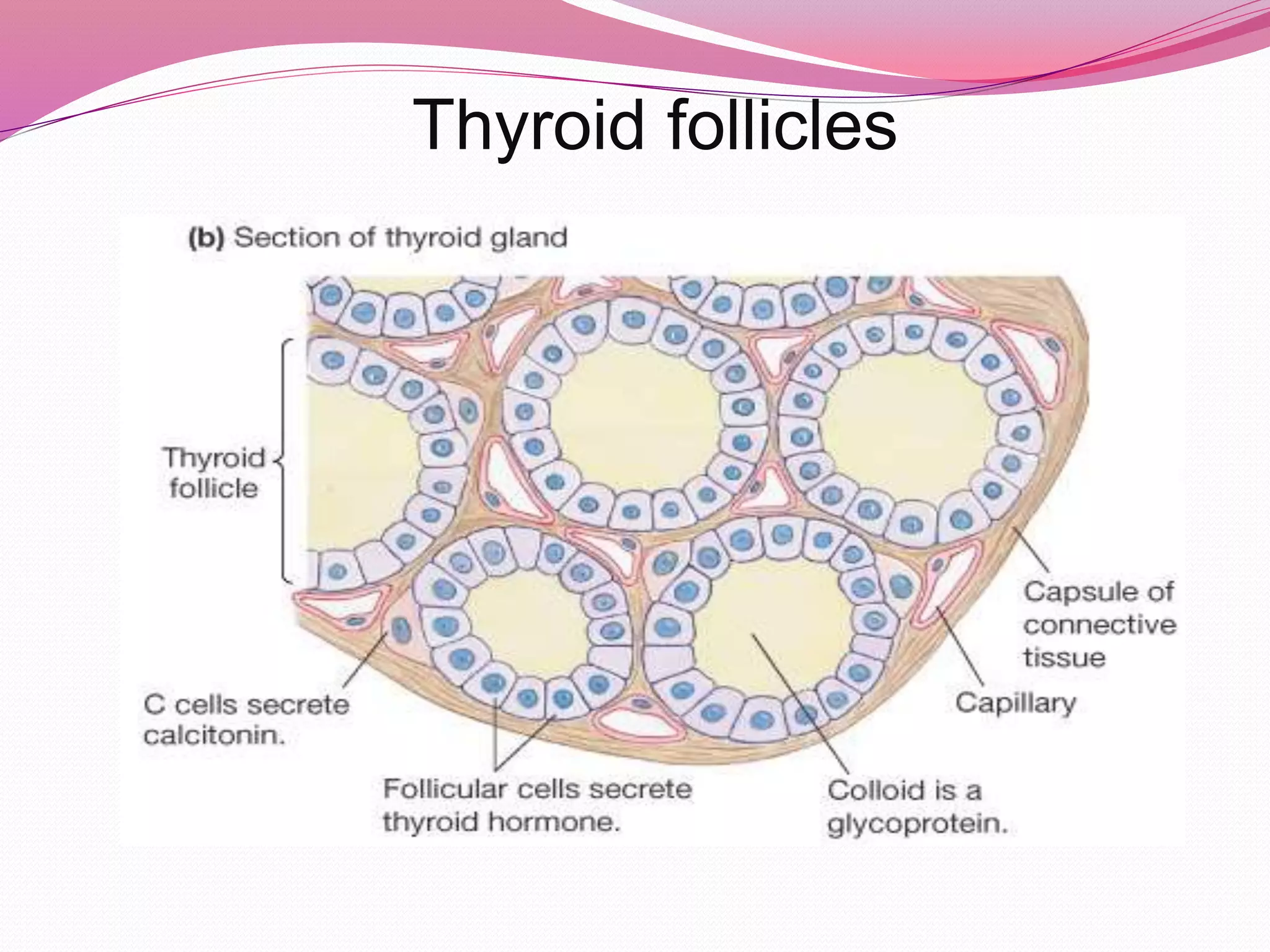 Thyroid follicles
 
