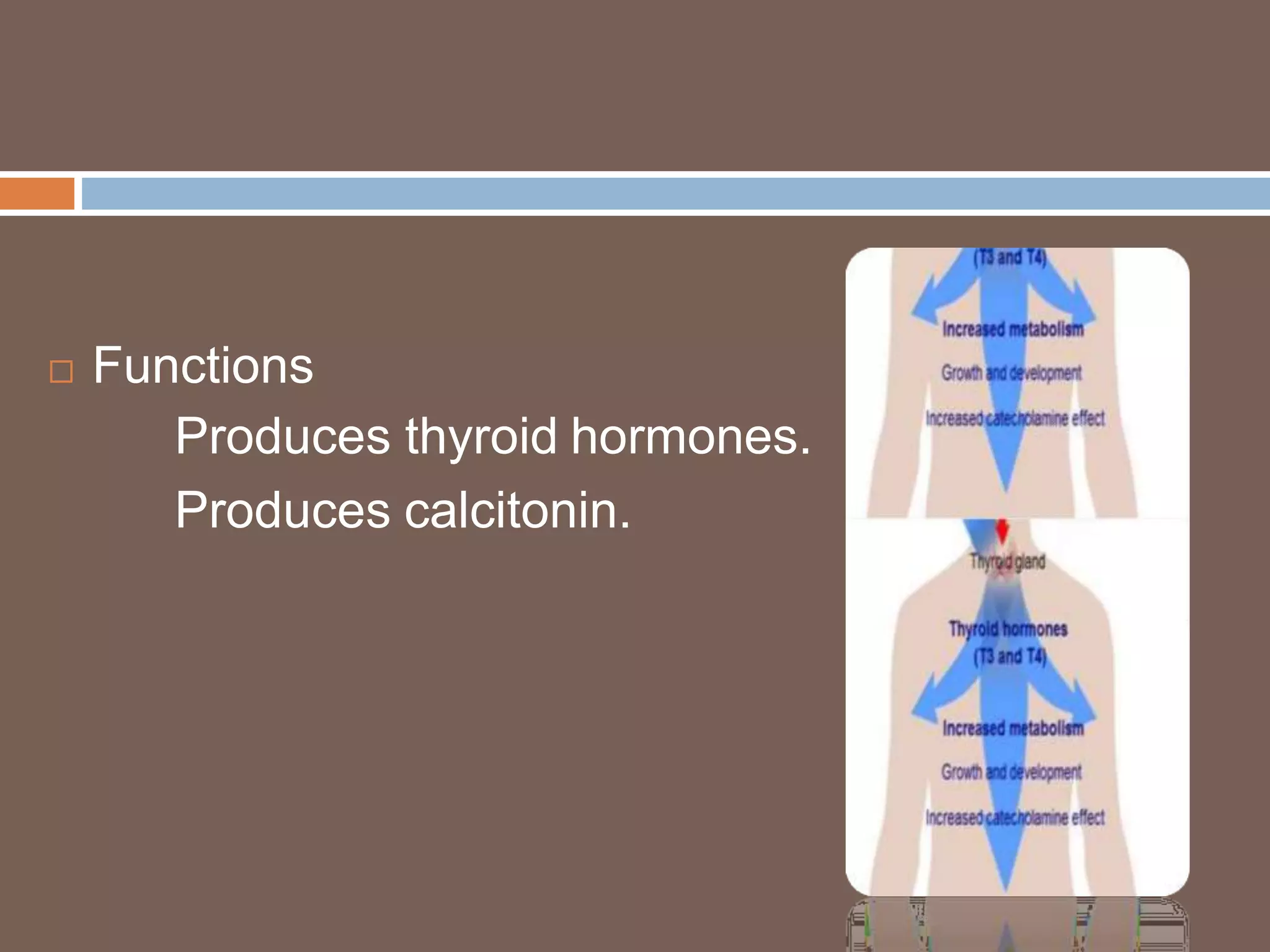  Functions
Produces thyroid hormones.
Produces calcitonin.
 