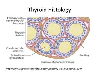 Thyroid Histology
http://www.studyblue.com/notes/note/n/anatomy-lab-shit/deck/7511240
 