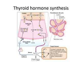 Thyroid hormone synthesis
 