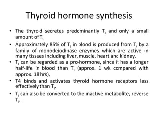 Thyroid hormone synthesis
• The thyroid secretes predominantly T4 and only a small
amount of T3.
• Approximately 85% of T3 in blood is produced from T4 by a
family of monodeiodinase enzymes which are active in
many tissues including liver, muscle, heart and kidney.
• T4 can be regarded as a pro-hormone, since it has a longer
half-life in blood than T3 (approx. 1 wk compared with
approx. 18 hrs).
• T4 binds and activates thyroid hormone receptors less
effectively than T3.
• T4 can also be converted to the inactive metabolite, reverse
T3.
 