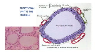 FUNCTIONAL
UNIT IS THE
FOLLICLE
 