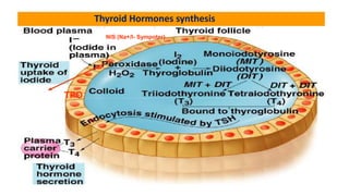 Thyroid Hormones synthesis
NIS (Na+/I- Sympoter)
TPO
 