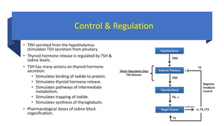 Control & Regulation
• TRH secreted from the hypothalamus
stimulates TSH secretion from pituitary.
• Thyroid hormone release is regulated by TSH &
iodine levels.
• TSH has many actions on thyroid hormone
secretion:
• Stimulates binding of iodide to protein.
• Stimulates thyroid hormone release.
• Stimulates pathways of intermediate
metabolism.
• Stimulates trapping of iodide.
• Stimulates synthesis of thyroglobulin.
• Pharmacological doses of iodine block
organification.
 