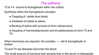 The pathway
T3 & T4 - bound to thyroglobulin within the colloid
Synthesis within the thyroglobulin complex-
● Trapping of iodide from blood;
● Oxidation of iodide to iodine;
● Binding of iodine with tyrosine to form iodotyrosine;
● Coupling of monoiodotyrosines and di-iodotyrosines to form T3 and
T4
When hormones are required, the complex → cell & thyroglobulin is
broken
T3 and T4 are liberated and enter the blood
The small amount of hormone that remains free in the serum is biologically
 