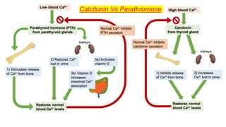Calcitonin Vs Parathromone
 