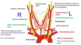RLN has more distance in which to
reach TE groove and therefore runs
in a medial plane
There is less distance and the
nerve runs more obliquely to reach
the TE groove
2% →non-recurrent
R L
 