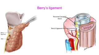 Berry’s ligament
 