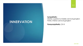 INNERVATION
30-09-2021
11
Sympathetic:
Mainly: superior & middle cervical ganglion
Partly: inferior cervical ganglion
Parasympathetic: CN X
 