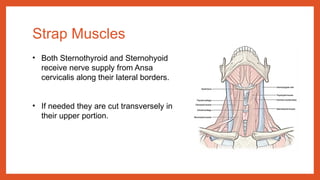 THYROID – EMBRYOLOGY and ANATOMY final.pptx