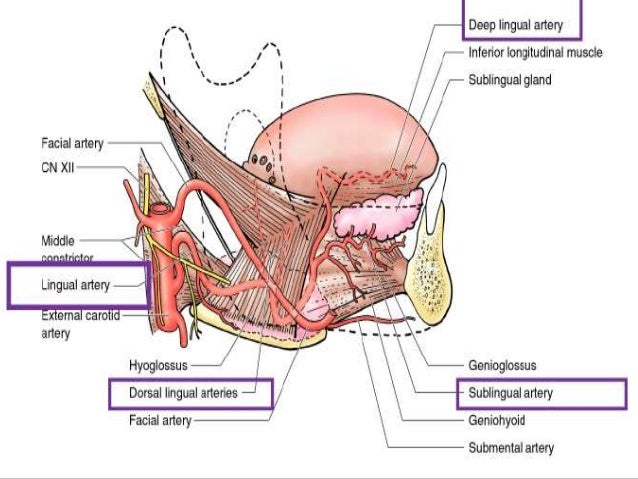 lingual artery