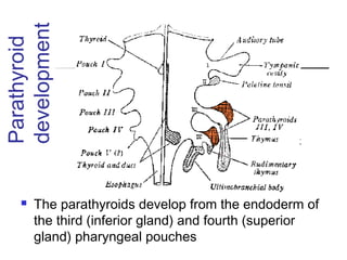 Thyroid final [part 1] | PPT