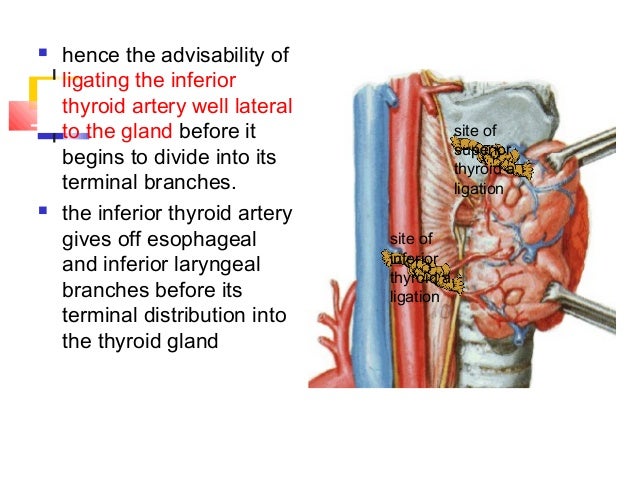 Thyroid Final Part 1