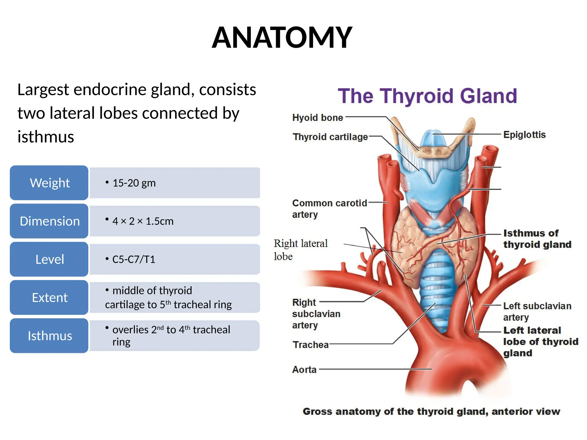 functions and metabolism of Thyroid gland and thyroid function tests | PPTX