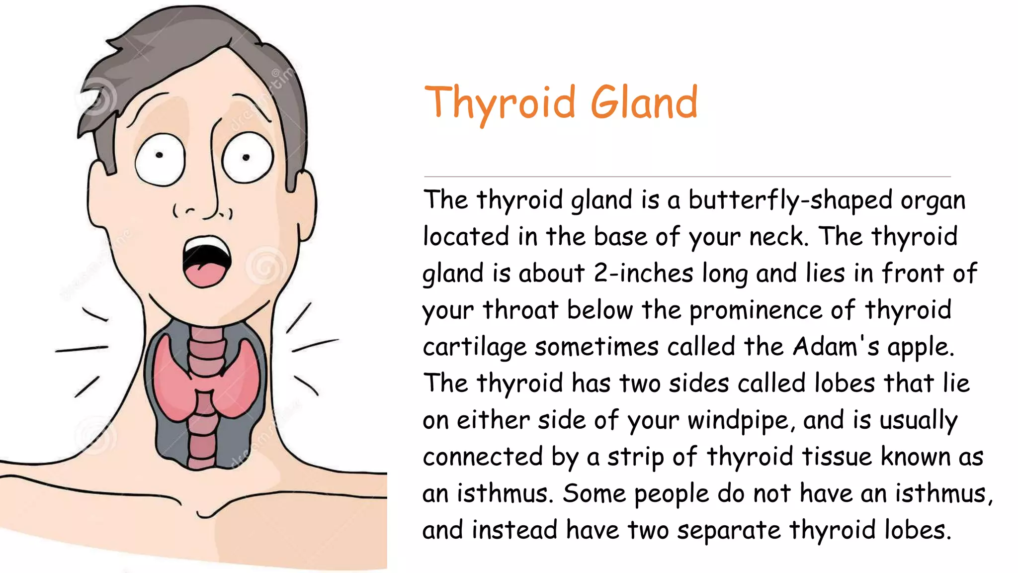 Thyroid Gland
The thyroid gland is a butterfly-shaped organ
located in the base of your neck. The thyroid
gland is about 2-inches long and lies in front of
your throat below the prominence of thyroid
cartilage sometimes called the Adam's apple.
The thyroid has two sides called lobes that lie
on either side of your windpipe, and is usually
connected by a strip of thyroid tissue known as
an isthmus. Some people do not have an isthmus,
and instead have two separate thyroid lobes.
 