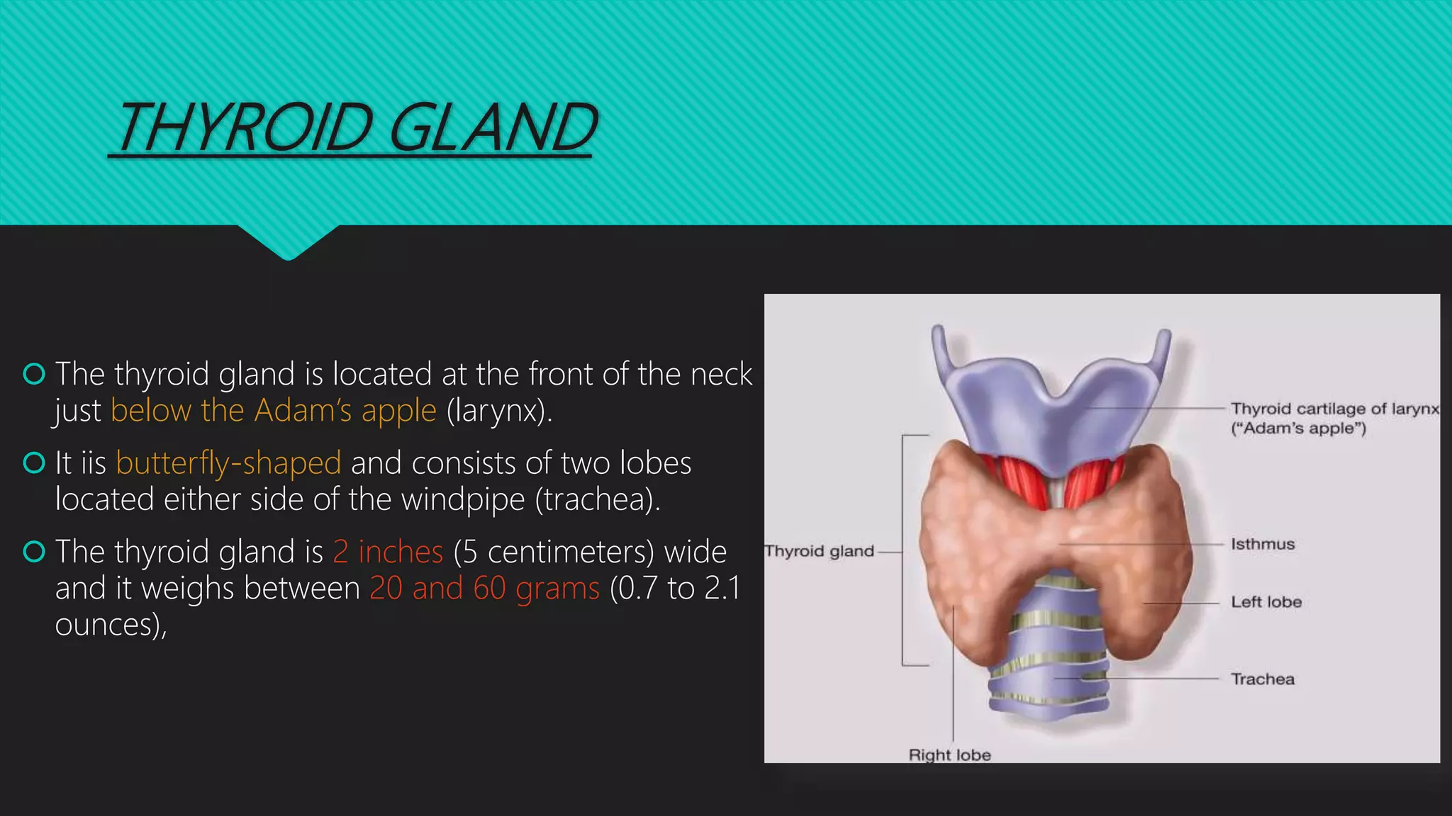 Thyroid function test by shaista sumayya, S.P. Srinivas nayak