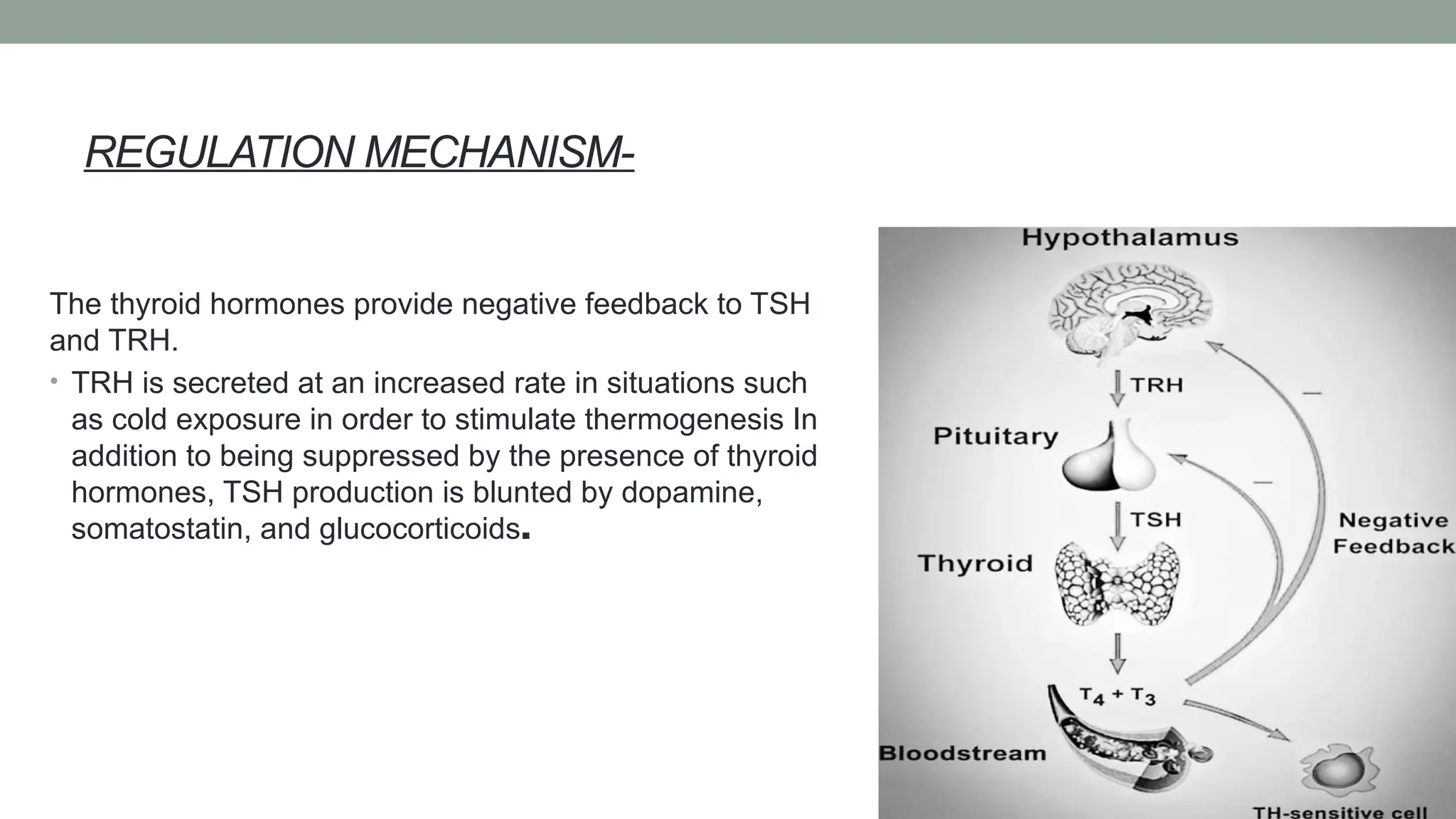 THYROID FUNCTION TEST refere to monitoring functioning of thyroid. | PPT