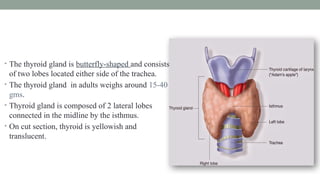 THYROID GLAND
• The thyroid gland is butterfly-shaped and consists
of two lobes located either side of the trachea.
• The thyroid gland in adults weighs around 15-40
gms.
• Thyroid gland is composed of 2 lateral lobes
connected in the midline by the isthmus.
• On cut section, thyroid is yellowish and
translucent.
 