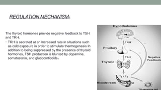 REGULATION MECHANISM-
The thyroid hormones provide negative feedback to TSH
and TRH.
• TRH is secreted at an increased rate in situations such
as cold exposure in order to stimulate thermogenesis In
addition to being suppressed by the presence of thyroid
hormones, TSH production is blunted by dopamine,
somatostatin, and glucocorticoids.
 