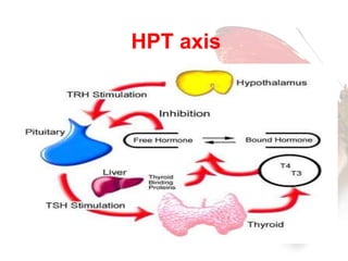 HPT axis 
 