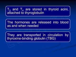T3 and T4 are stored in thyroid acini,
attached to thyroglobulin
The hormones are released into blood
as and when needed
They are transported in circulation by
thyroxine-binding globulin (TBG)
 