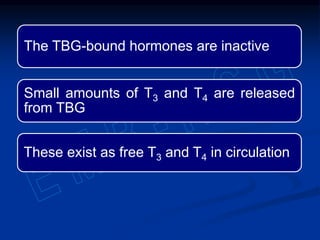 The TBG-bound hormones are inactive
Small amounts of T3 and T4 are released
from TBG
These exist as free T3 and T4 in circulation
 