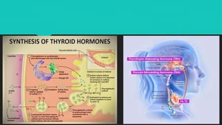 Thyroid function tests | PPTX