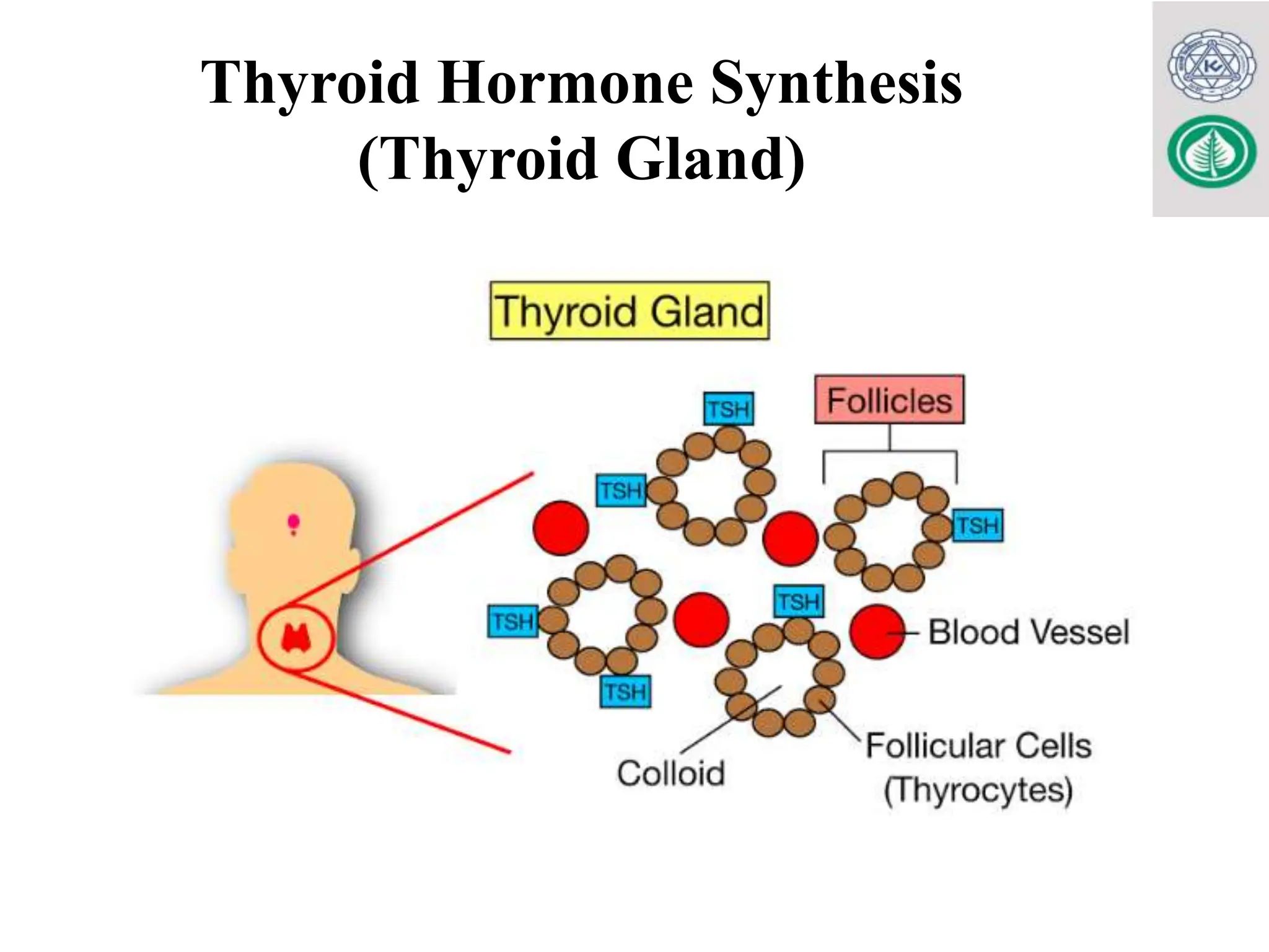 Thyroid function tests for MBBS, LAB. MED & BDS.pptx