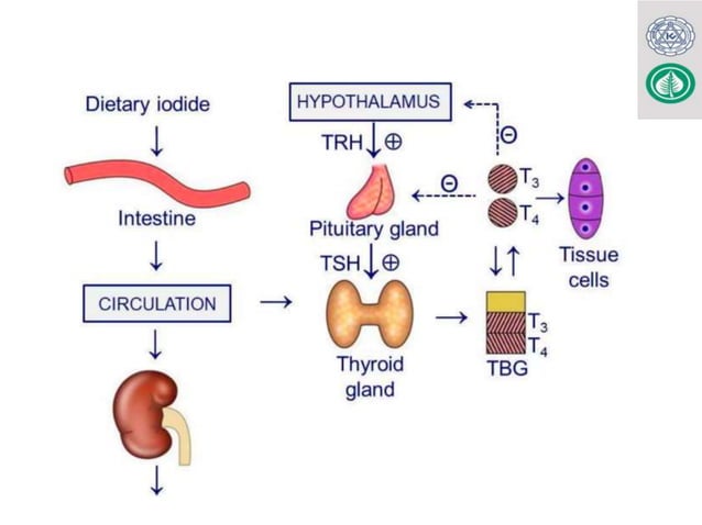 Thyroid function tests for MBBS, LAB. MED & BDS.pptx | Thyroid ...