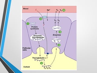 Comprehensive Overview of Thyroid Function Tests and Disorders | PPT